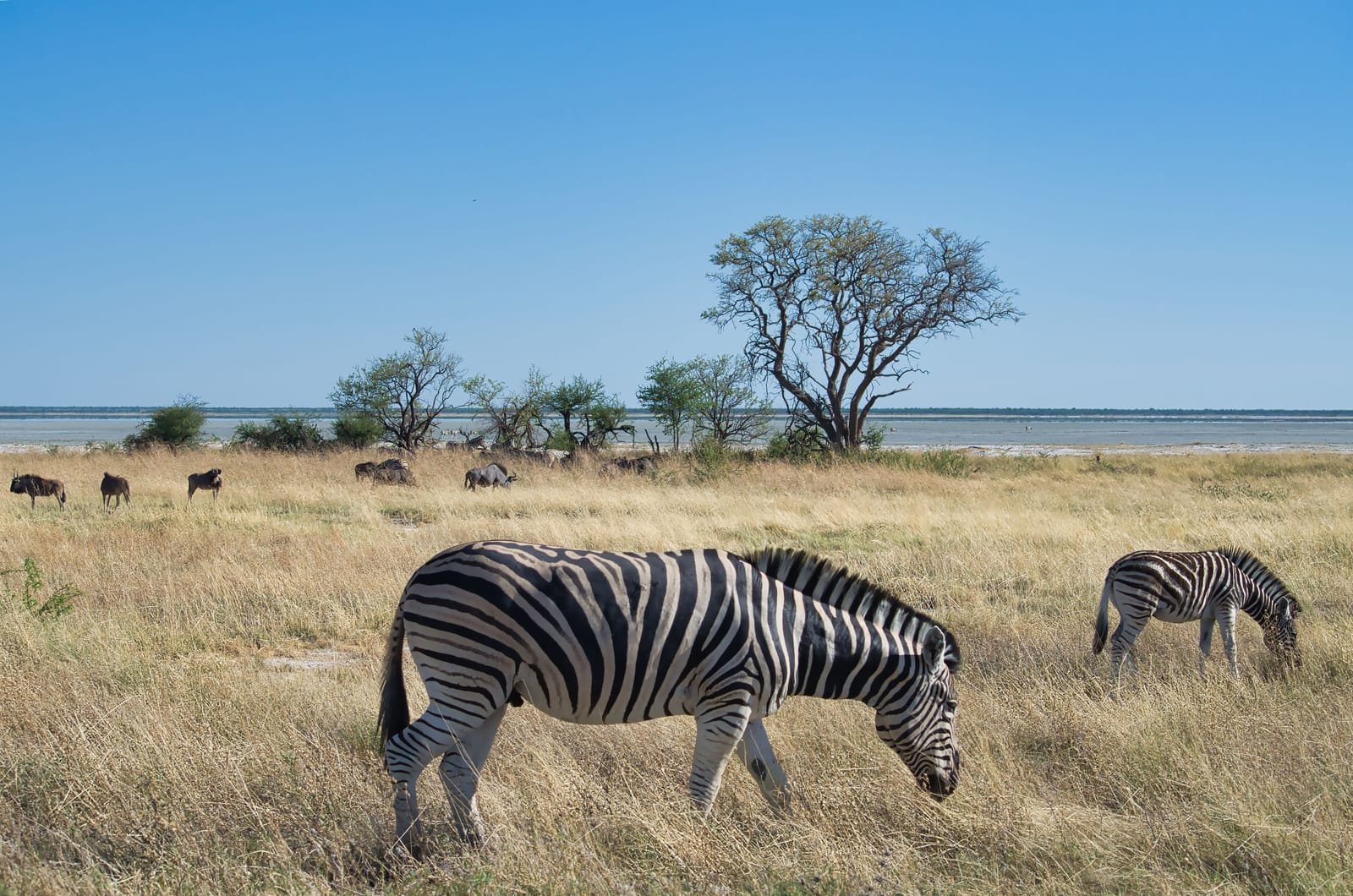 Zebras a caminhar pela savana