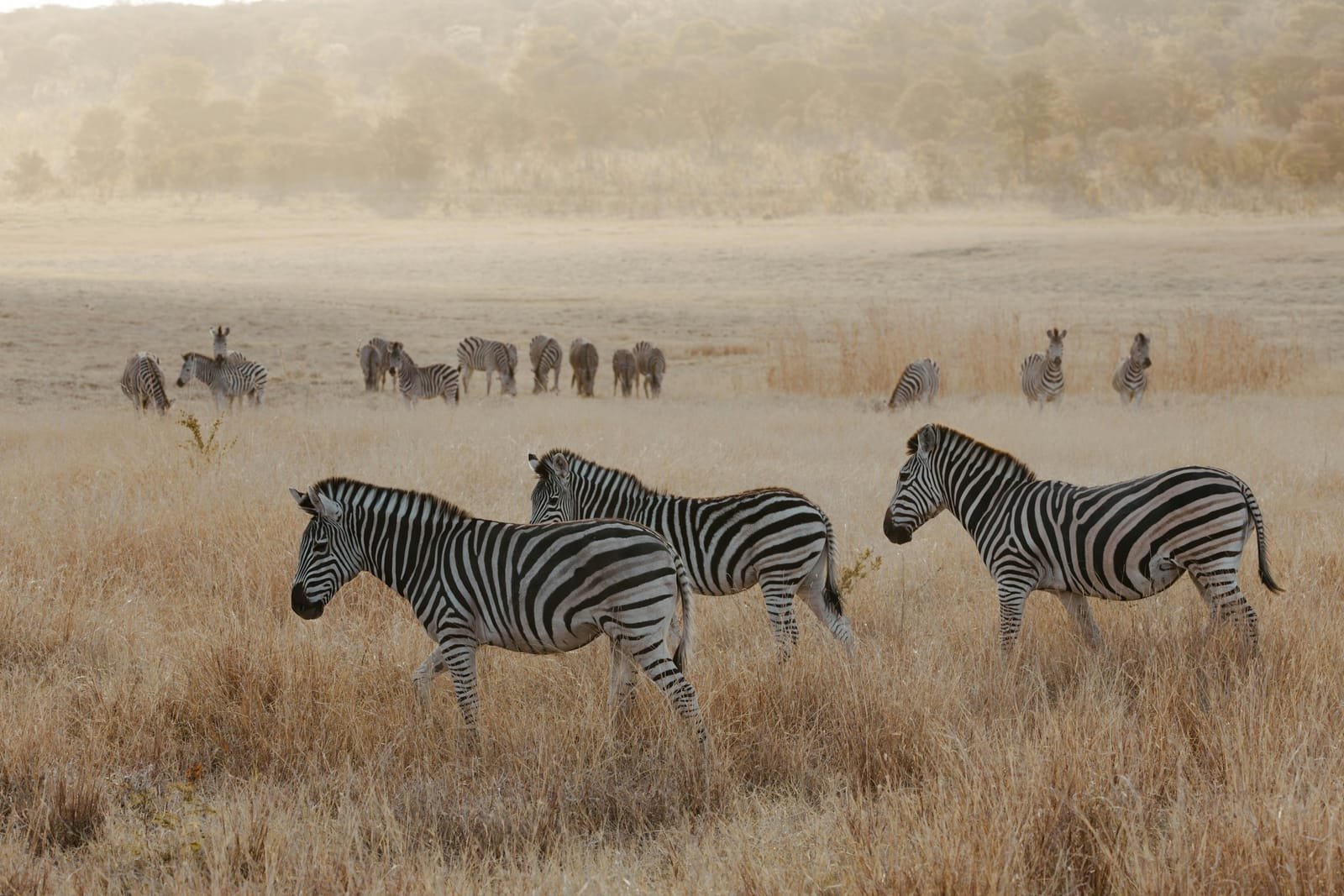 Manada de zebras na savana