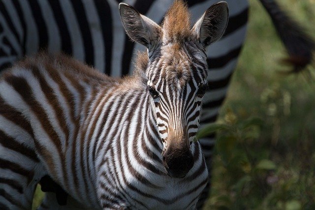 animal, zebra, africa, mammal, species, fauna, equine, safari, nature, east africa, national park, kenya